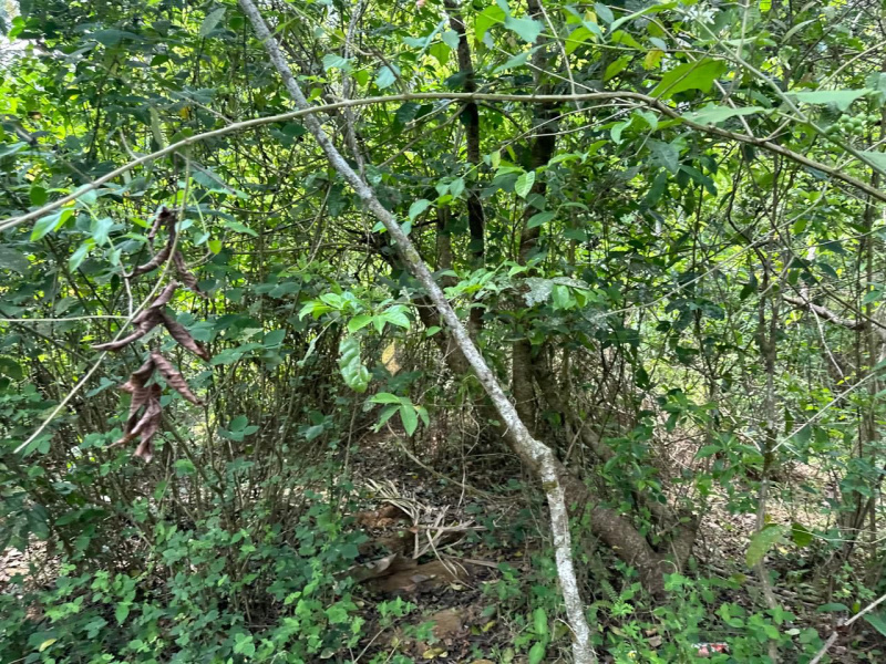  Agricultural Land 1 Acre for Sale in Mudigere, Chikmagalur