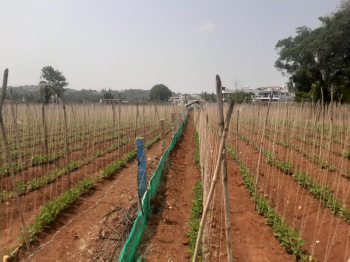  Agricultural Land for Sale in Kaimara, Chikmagalur