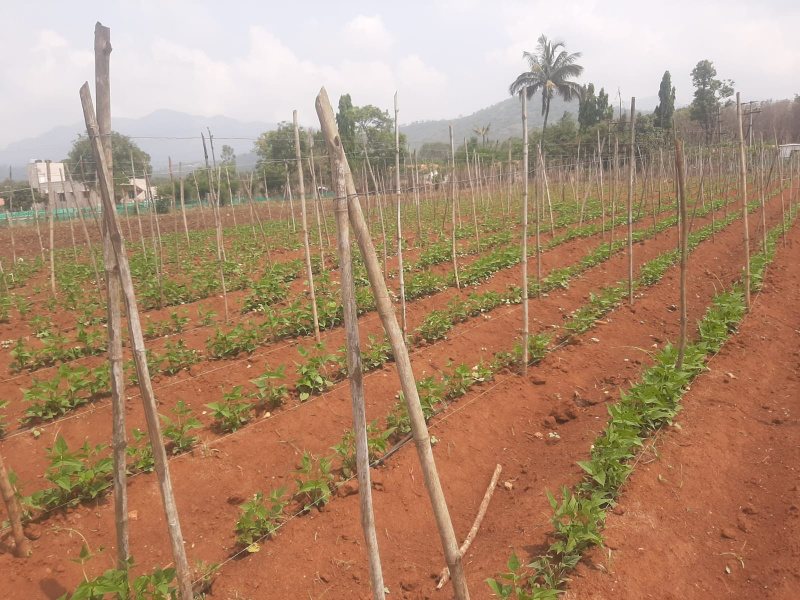  Agricultural Land 1 Acre for Sale in Kaimara, Chikmagalur