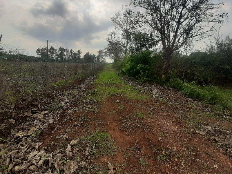  Agricultural Land 18 Guntha for Sale in Ramanahalli, Chikmagalur