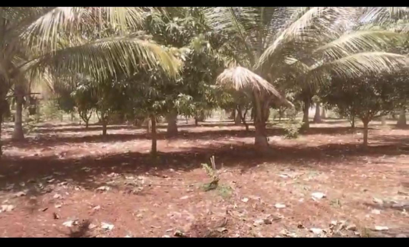  Agricultural Land 5 Acre for Sale in Chamrajpura, Mysore
