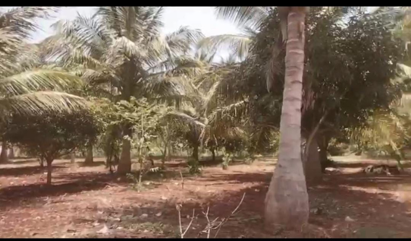  Agricultural Land 5 Acre for Sale in Chamrajpura, Mysore