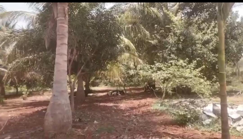  Agricultural Land 5 Acre for Sale in Chamrajpura, Mysore