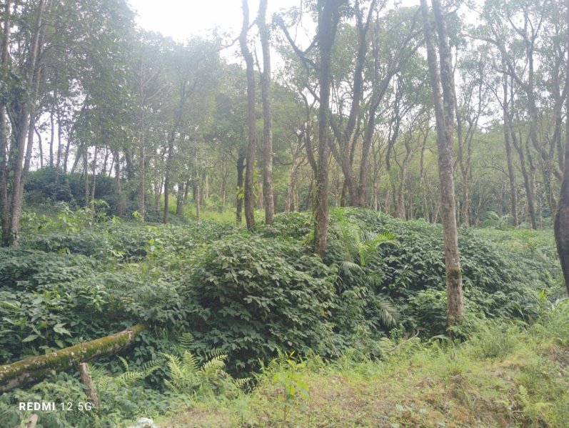 Agricultural Land 4 Acre for Sale in Mudigere, Chikmagalur