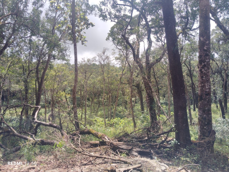  Agricultural Land 4 Acre for Sale in Mudigere, Chikmagalur
