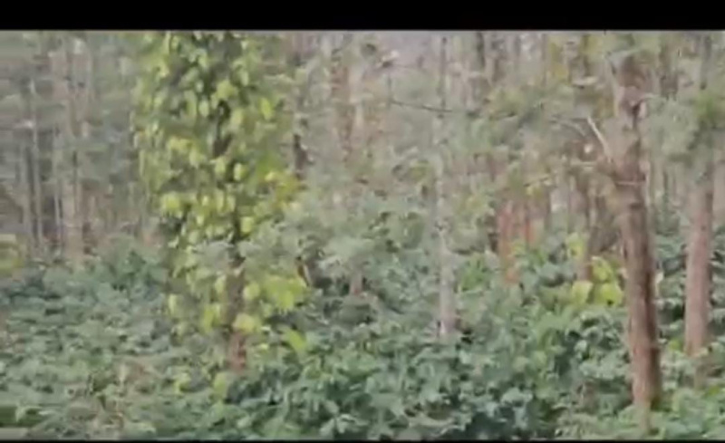  Agricultural Land 37 Guntha for Sale in Belur Hassan