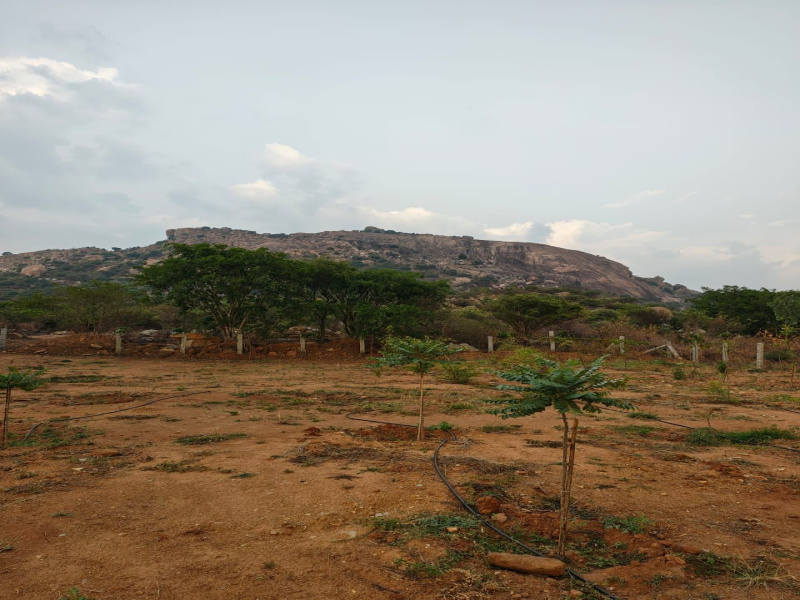  Agricultural Land 30 Guntha for Sale in Doddaballapur, Bangalore