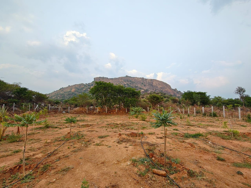  Agricultural Land 30 Guntha for Sale in Doddaballapur, Bangalore