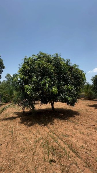  Agricultural Land 3 Acre for Sale in Magadi Road Binni Layout, Bangalore
