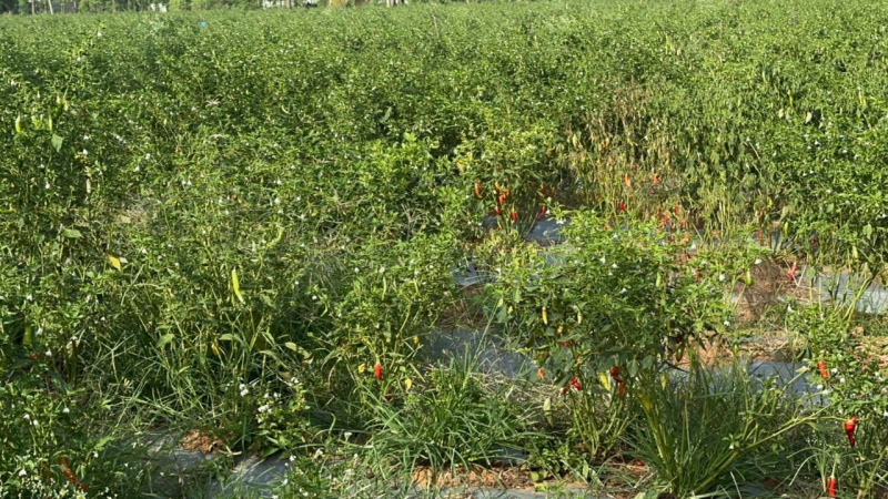  Agricultural Land 457380 Sq.ft. for Sale in Nelamangala, Bangalore