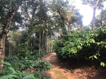  Agricultural Land for Sale in Sakleshpur, Hassan