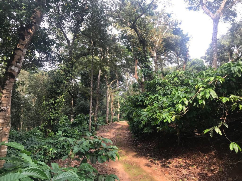  Agricultural Land 14 Acre for Sale in Sakleshpur, Hassan
