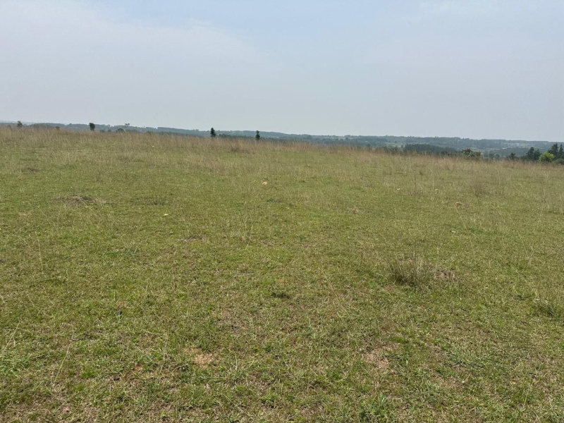  Agricultural Land 10 Acre for Sale in Belur Hassan