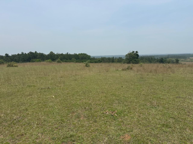  Agricultural Land 10 Acre for Sale in Belur Hassan