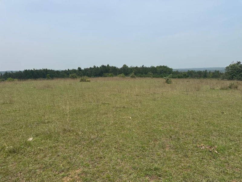  Agricultural Land 10 Acre for Sale in Belur Hassan