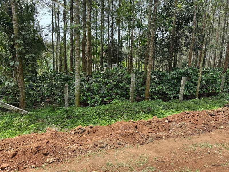  Agricultural Land 5 Acre for Sale in Kadur, Chikmagalur