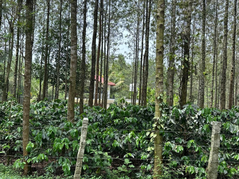  Agricultural Land 5 Acre for Sale in Kadur, Chikmagalur
