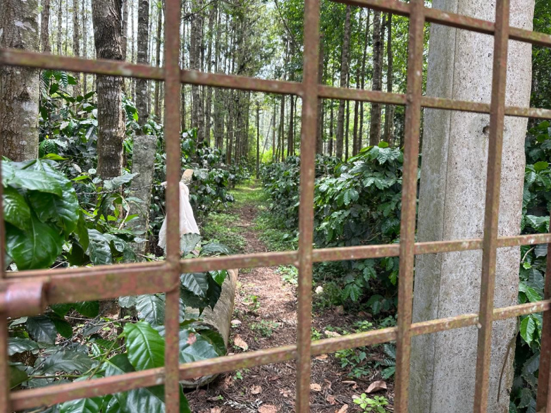  Agricultural Land 5 Acre for Sale in Kadur, Chikmagalur