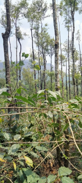  Agricultural Land 4 Acre for Sale in Kadur, Chikmagalur