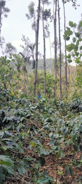  Agricultural Land 4 Acre for Sale in Kadur, Chikmagalur