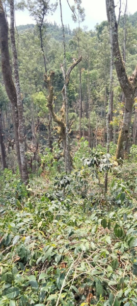  Agricultural Land 4 Acre for Sale in Kadur, Chikmagalur
