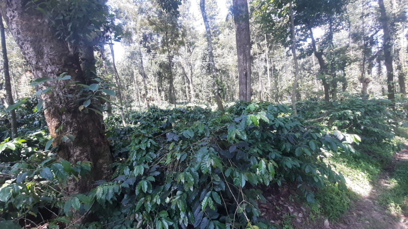 Agricultural Land 22 Acre for Sale in Aldur, Chikmagalur