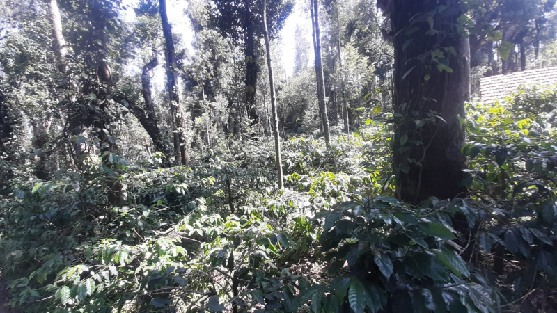  Agricultural Land 22 Acre for Sale in Aldur, Chikmagalur