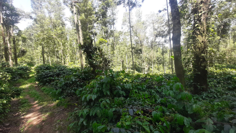  Agricultural Land 22 Acre for Sale in Aldur, Chikmagalur