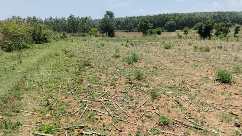  Agricultural Land 3 Acre for Sale in Belur Hassan