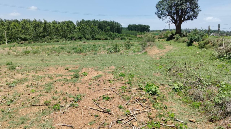  Agricultural Land 3 Acre for Sale in Belur Hassan