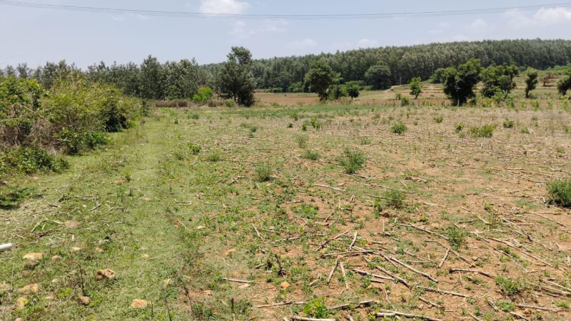  Agricultural Land 3 Acre for Sale in Belur Hassan