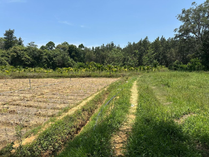  Agricultural Land 6 Acre for Sale in Belur Hassan