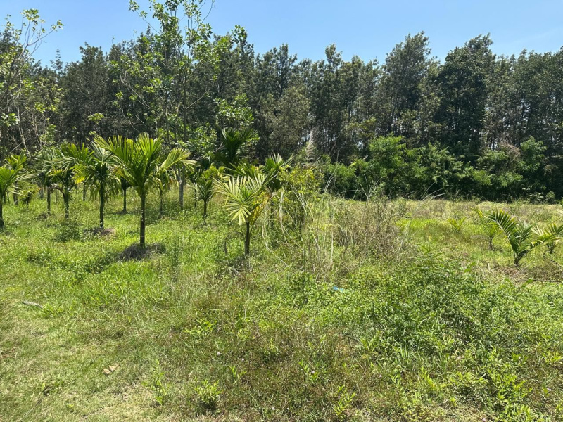  Agricultural Land 6 Acre for Sale in Belur Hassan