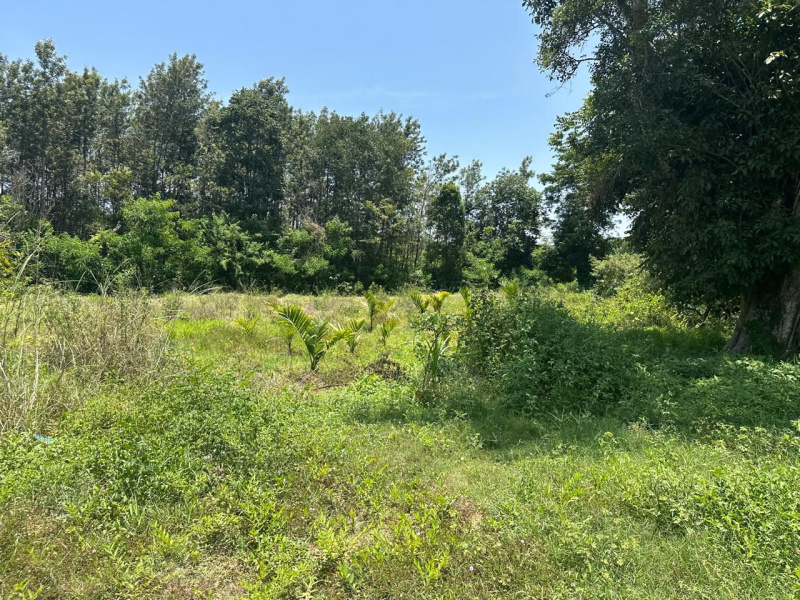  Agricultural Land 6 Acre for Sale in Belur Hassan