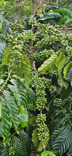  Agricultural Land 16 Acre for Sale in Kadabagere, Bangalore