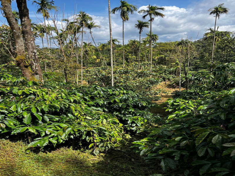 Agricultural Land 16 Acre for Sale in Kadabagere, Bangalore