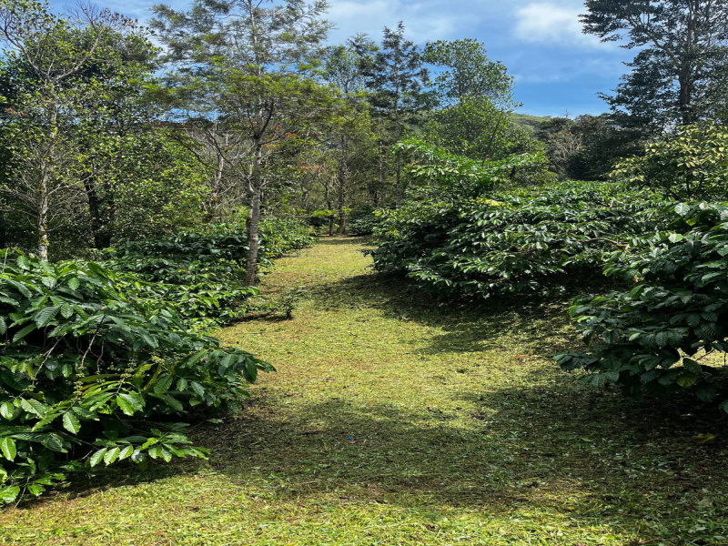  Agricultural Land 16 Acre for Sale in Kadabagere, Bangalore