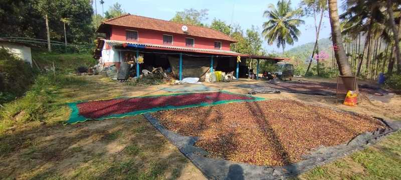  Agricultural Land 18 Acre for Sale in Sringeri, Chikmagalur