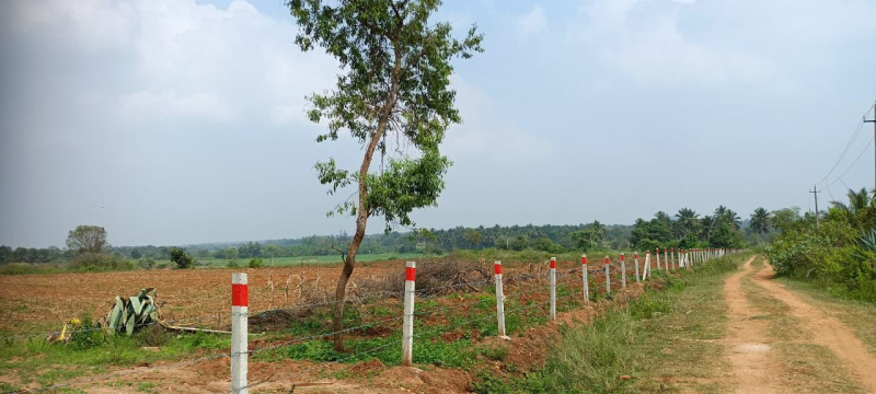  Agricultural Land 18 Acre for Sale in Holenarsipur, Hassan