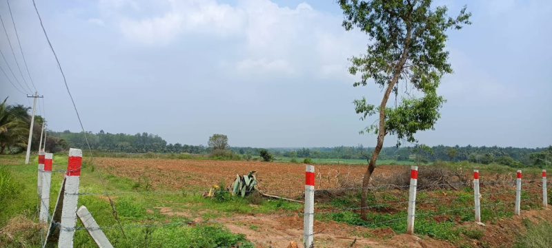 Agricultural Land 18 Acre for Sale in Holenarsipur, Hassan