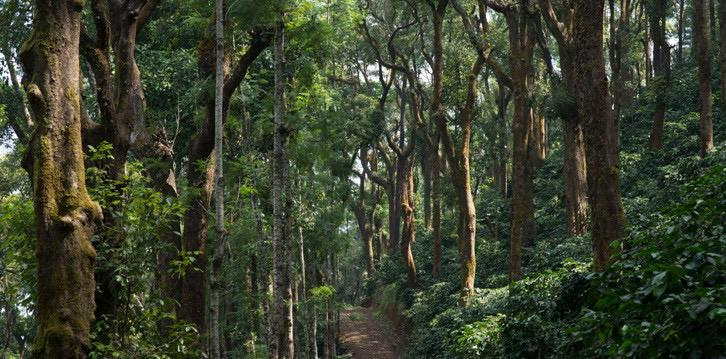  Agricultural Land 391 Acre for Sale in KM Road, Chikmagalur