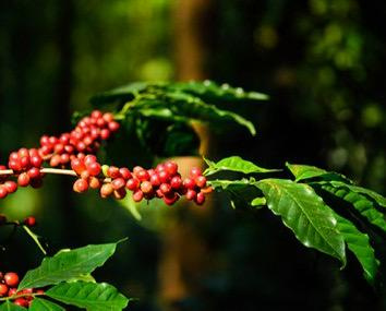  Agricultural Land 251 Acre for Sale in Jayanagar, Chikmagalur