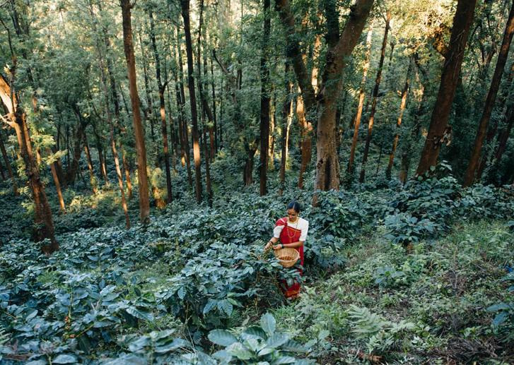  Agricultural Land 251 Acre for Sale in Jayanagar, Chikmagalur
