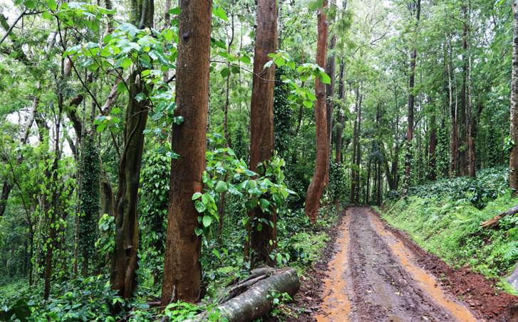  Agricultural Land 251 Acre for Sale in Jayanagar, Chikmagalur