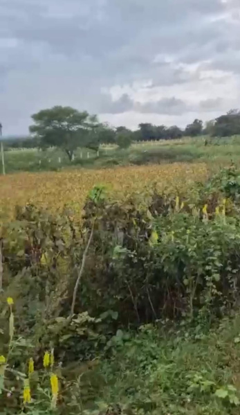  Agricultural Land 5 Acre for Sale in Ramanagara, Bangalore