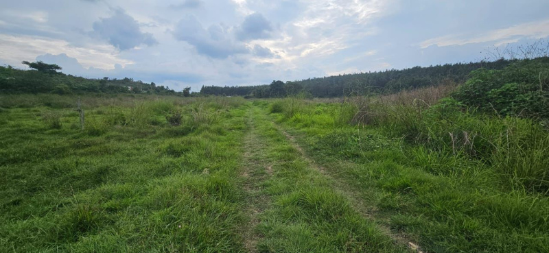  Agricultural Land 12 Acre for Sale in Sakleshpur, Hassan