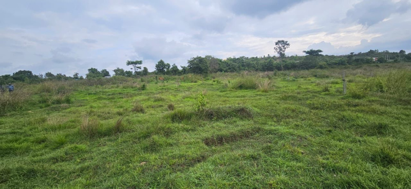  Agricultural Land 12 Acre for Sale in Sakleshpur, Hassan