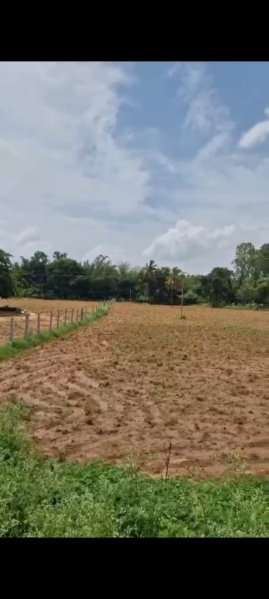 Agricultural Land 1 Acre for Sale in Doddaballapur, Bangalore