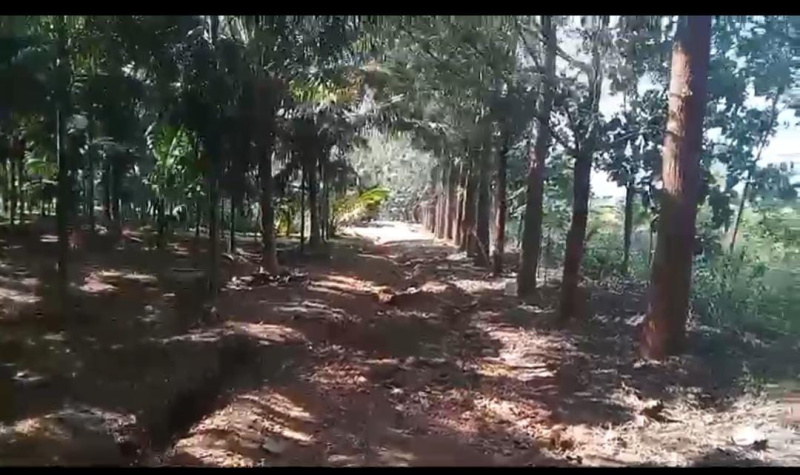  Agricultural Land 15 Acre for Sale in Yelandur, Chamrajnagar