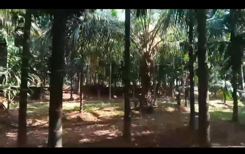  Agricultural Land 15 Acre for Sale in Yelandur, Chamrajnagar